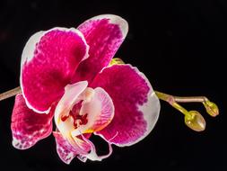 wonderful Orchid pink