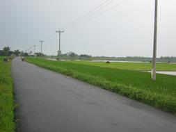 power lines and green grass along the road