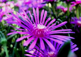 wonderful Vygie Flower Pink