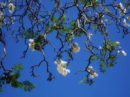 Close-up of the beautiful Jakaranda tree with white flowers and green leaves, under the blue sky