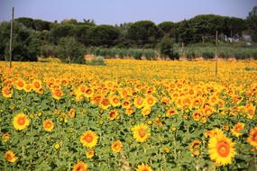 landscape of Sunflower Field at summer