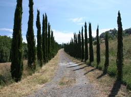 alley along the cypress trees in tuscany