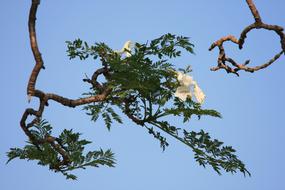 white flowers on tree branches against the sky