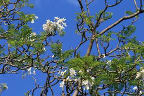 white flowers on tree branches against the blue sky