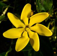 incredibly beautiful yellow Bloom