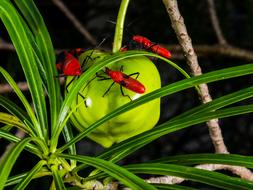 Closeup photo of Red Crawl Beetle