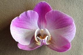 fabulous Purple Orchid Close