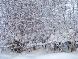 Winter Branches Tree