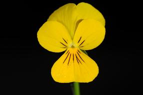 goodly Pansy Flower Yellow