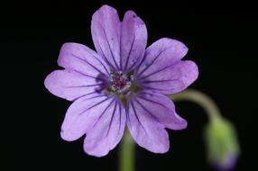 wonderful violet Bloom