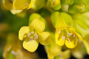 Flowers Yellow Macro Wild in a blurred background