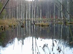 landscape of Trees In The Water Waldsee