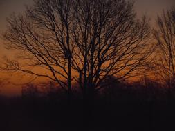 Beautiful landscape with silhouettes of the trees and other plants, at beautiful, gradient, orange sunrise