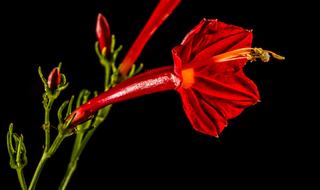 unusually beautiful Small Flower Red