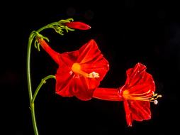 Small Flower Red black background