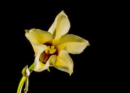 Small Flower White black background