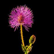 wonderful Flower Purple Pink