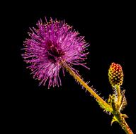 absolutely beautiful Flower Purple Pink