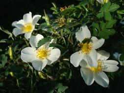 Rose Hip Flowers Summer