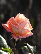 wonderful cute Rose