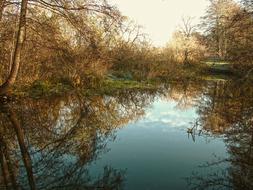 reflection of autumn trees in the river