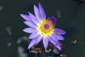 unusually beautiful Water Flower Lotus