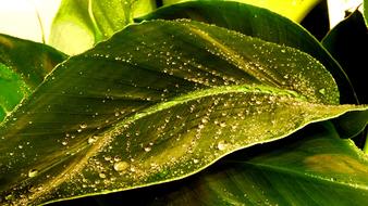 water droplets on a large green leaf