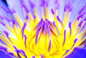 yellow and purple Tropical Water Lilies