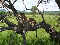 Africa Tansnia Mikumi tree