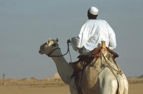 Camel Riders Ride