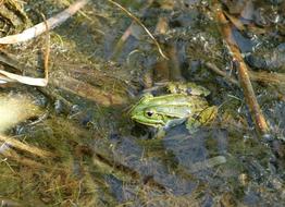 Frog Pond Garden