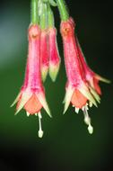 small red flowers of fuchsia, macro