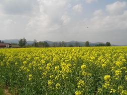 Field Of Rapeseeds