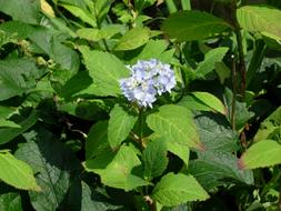 absolutely beautiful Hydrangea Blossom and green leaves