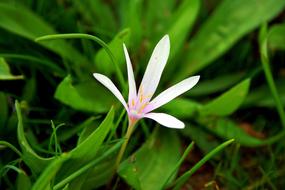 incredibly beautiful Crocus Geofit