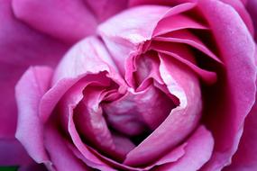 goodly Rose Rosa macro