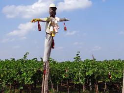 Scarecrow on Vineyard Grape Vine