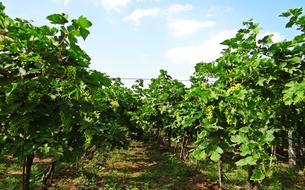 Beautiful landscape of the vineyard with green plants of different shades, in Karnataka, India