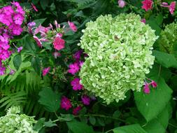 beautiful green Hydrangea Blossom