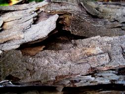 Peeling Dead Bark