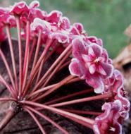 pink hoya carnosa, close-up