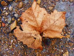 Fall Colors Leaf