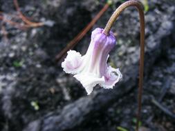 Swamp Leather Flower