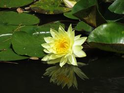 fabulous Water white and yellow Lily Flower