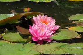 Water Lily Flower Heritage pink green