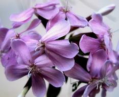 purple soapwort plant Flowerhead close up