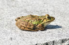 The Green Frog Amphibians