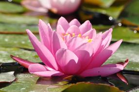 wonderful pond Water Lily Flower