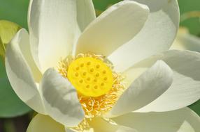 goodly Lotus Flower Biel