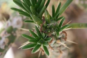 Close-up of the beautiful, green and brown cactus plant with leaves